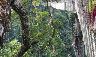 举例说明热带雨林植物与环境的适应性 热带雨林的作用